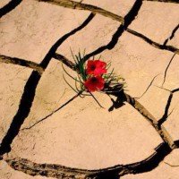 Resilienza: rialzarsi dopo una caduta