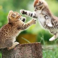 Carezze che graffiano e carezze che nutrono (Percorso n.2)