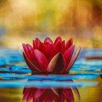 Cos’è la Bioenergetica