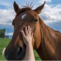 Coadiutore del cavallo