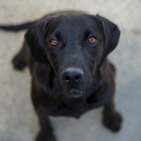 Il test Blacky Picture