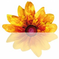 Seminario terapeutico di gruppo con le Costellazioni Familiari