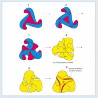 Il vaso di Werner Boy e la dalia nera dell'angoscia