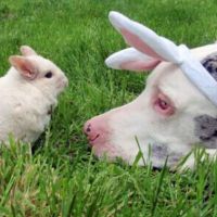 Comunicare con empatia