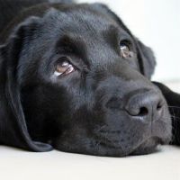 P004 - Il senso di colpa