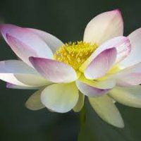 Abitare il corpo, respirare la vita - Quando il corpo diventa la porta d’accesso per il benessere