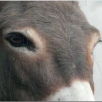 Coadiutore dell'asino