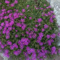 Il CWS nella valutazione degli stati Depressivi e dell’ideazione suicidaria