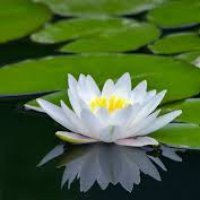 Residenziale di Mindfulness e Meditazione