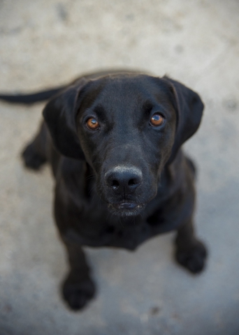 Il test Blacky Picture