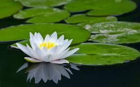 Residenziale di Mindfulness e Meditazione