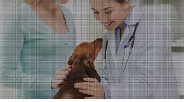 Corso Base per Medici Veterinari (IAA)