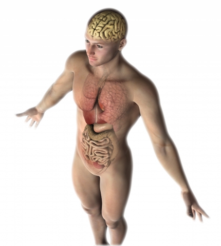 L&rsquo;intestino &ldquo;cerebrale&rdquo;