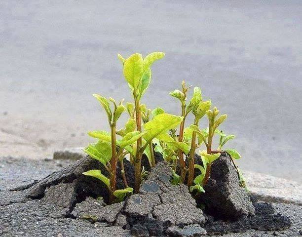 Fitoterapia e Psicologia: un'interazione possibile