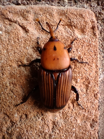 Riconoscere il cammino