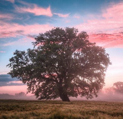 Tecniche Immaginative: il Vissuto Catatimico per lavorare con le immagini
