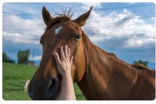 Coadiutore del cavallo