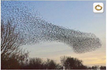 Gestalt Group Therapy