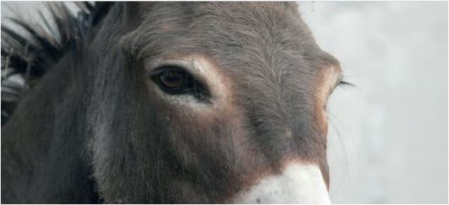 Coadiutore dell'asino