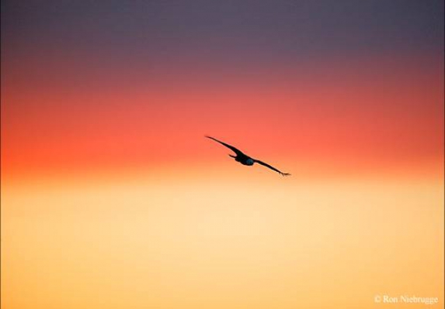 Libert&agrave; e regole nella coppia e nella famiglia: guerra o patto?