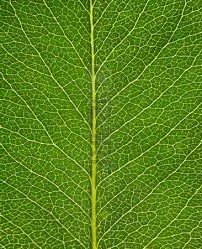 Sistemi sociali e sistemi familiari tra crisi e sviluppo