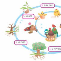 Il ciclo della vita