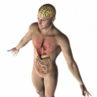 L’intestino “cerebrale”