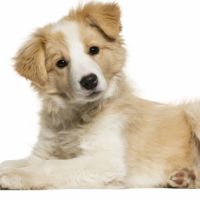 I.A.A. (Pet therapy)