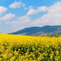 La naturalezza del corpo  e l’essenza