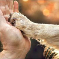 Coadiutore del cane