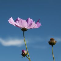 Mindfulness, Variabilità di Frequenza Cardiaca e Trauma