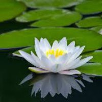 Residenziale di Mindfulness e Meditazione
