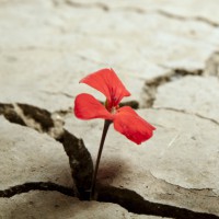 Vittimologia clinica e forense